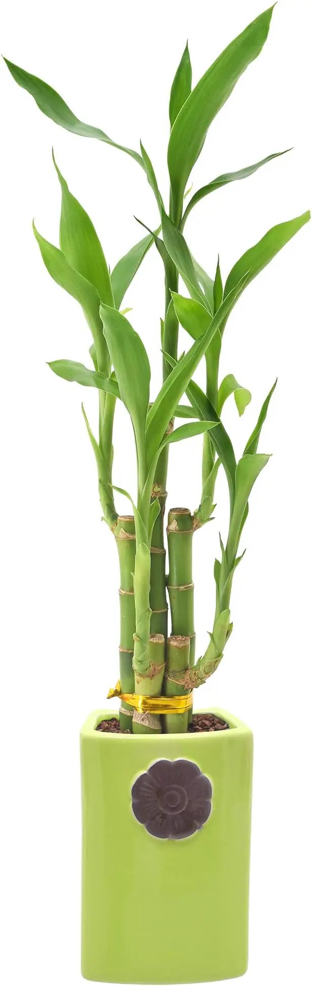 Arcadia Garden Products 5-Stem Lucky Bamboo, Live Indoor Plant in Contour II Ceramic Planter for Home, Work, or Gift, Green ***Cannot Ship to Hawaii*** by GreenHaven Gardens