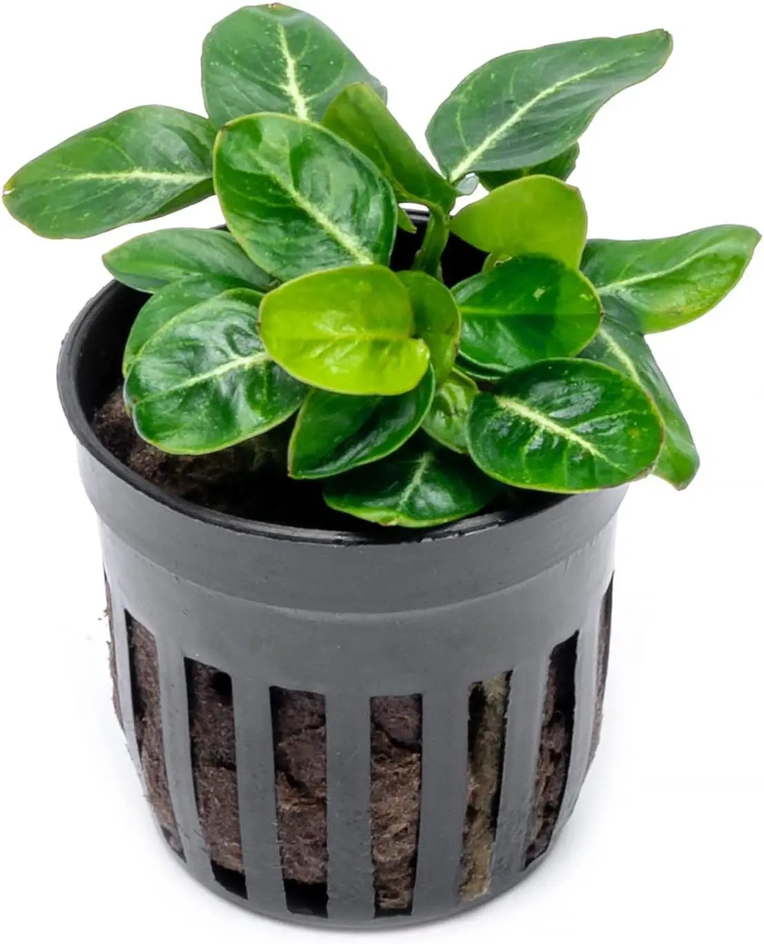 Anubias Live Aquarium Plants - Potted Freshwater Plant for Fish Tanks, Terrariums - Beginner Friendly Low Light (Giant Stardust, 1 Pot) by GreenHaven Gardens