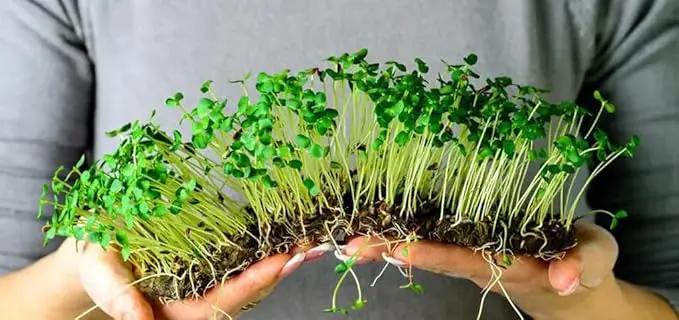 Organic Microgreens Premium Potting Mix - Grow Vibrant Microgreens - 4 Quart by GreenHaven Gardens