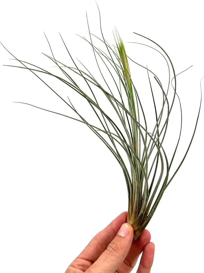 Air Plants - Tillandsia Juncea, Jumbo 8-12" - 3ct - Live Arrival Guaranteed - House Plants for Home Decor & Gift
