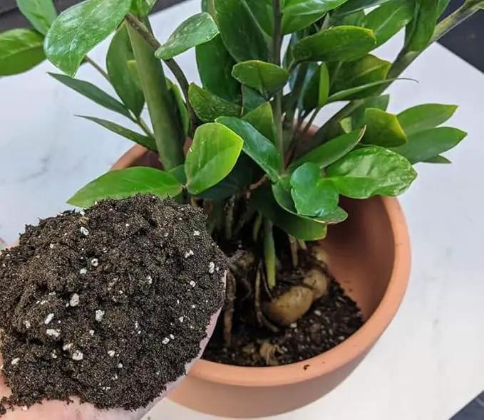 Premium Zamioculcas Plant Soil Mix by Gardenera - Stimulate Growth and Elevate Elegance with Nourishing Formula - 5 Quart by GreenHaven Gardens