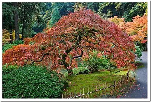 Red Dragon Weeping Japanese Maple - 3 Year Live Plant by GreenHaven Gardens