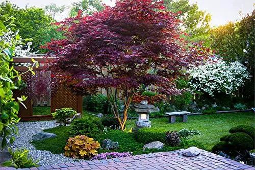 Red Japanese Maple - Live Plant 2-3 feet Tall - Deep Red Leaves by GreenHaven Gardens