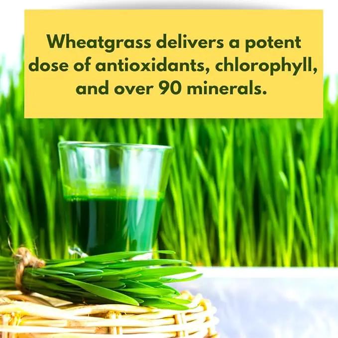 Certified Organic Wheatgrass Seeds – 12,500+ Non-GMO USDA Cat Grass Seeds in Food-Grade Container with Lid for Easy Scooping & Freshness by GreenHaven Gardens