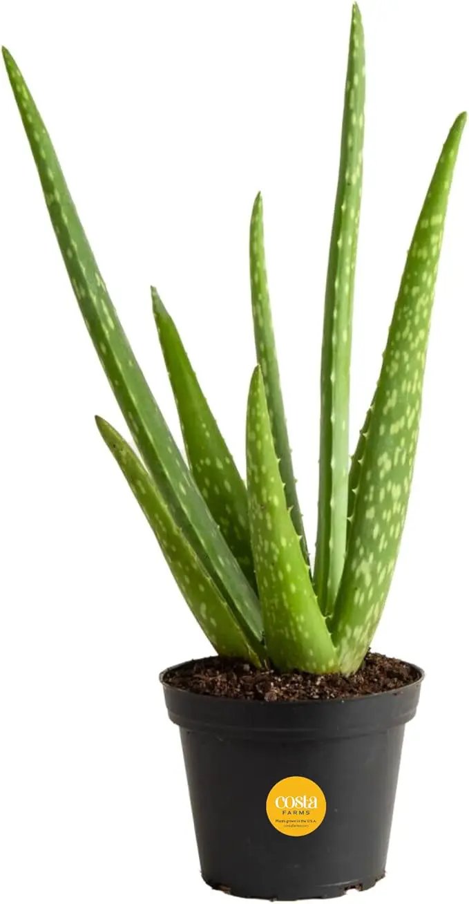 Costa Farms Aloe Vera Plant, Live Succulent, Easy Care Indoor Houseplant in Grower Pot, Room Air Purifier, Tabletop, Office, Desk or Home Décor, Housewarming, Garden Gift, 10-Inches Tall by GreenHaven Gardens