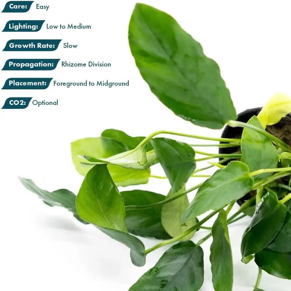 Live Plants – Anubias Nana Paxing (Anubias barteri VAR. Nana 'Paxing') – Low to Moderate Light, Deep Green Color Small Rounded Leaves, Foreground to Midground - Pot - 3 Pack by GreenHaven Gardens