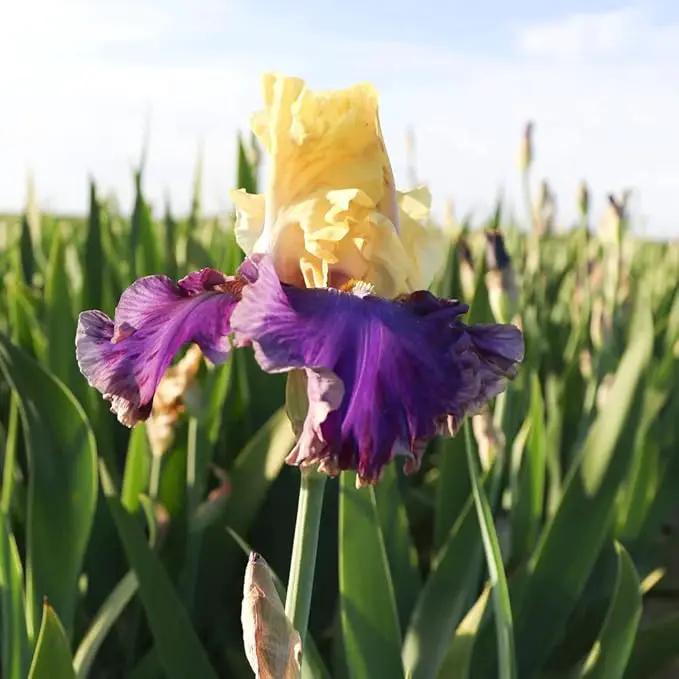 Jurassic Park Reblooming Bearded Iris - Grows Year After Year - Perennial, Fragrant & Great for Cut Floral Arrangements - Easy to Grow Fall Planting Bulbs by Willard & May by GreenHaven Gardens