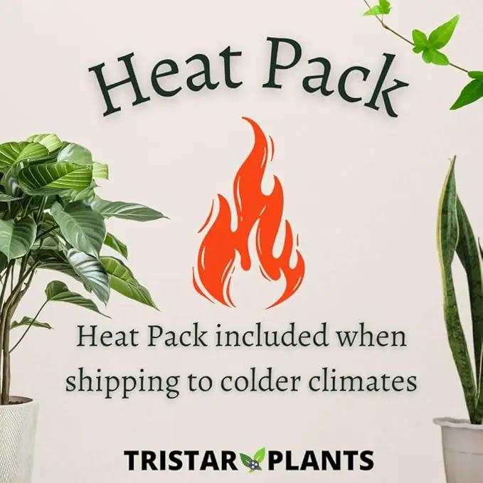 TriStar Plants - Thanksgiving Cactus - 4" inch Pot, Fasle Christmas Cactus, Easter Cactus, Holiday Plant, Winter Flowers, Christmas Plants, Winter Blooms (Purple Dancer) by GreenHaven Gardens
