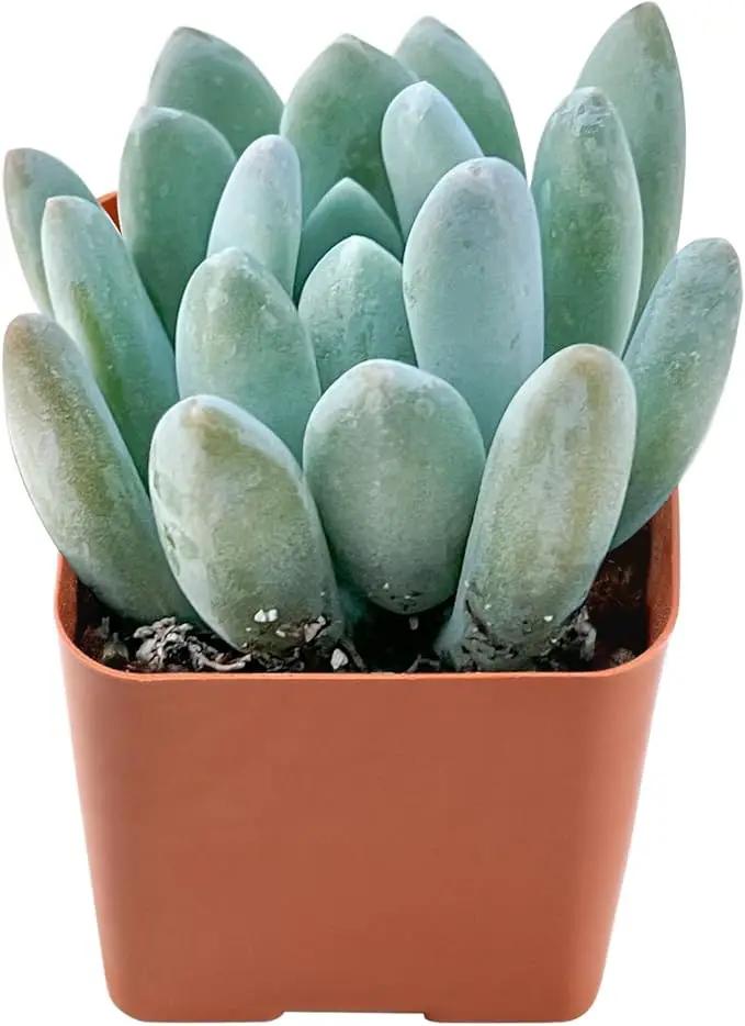 Live Succulent x Pachyveria 'Clavifolia', Approx 2-inch Large, Potted Succulents, Fully Rooted, Easy Care House Plants by GreenHaven Gardens