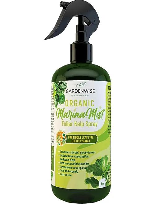 Organic Marina Mist Foliar Spray for Fiddle Leaf Fig and Other Ficus Trees | Micro Nutrients for Vital Health | Gentle Formula | Liquid Plant Food | Quick Results | Ready to Use (8 OZ) by GreenHaven Gardens