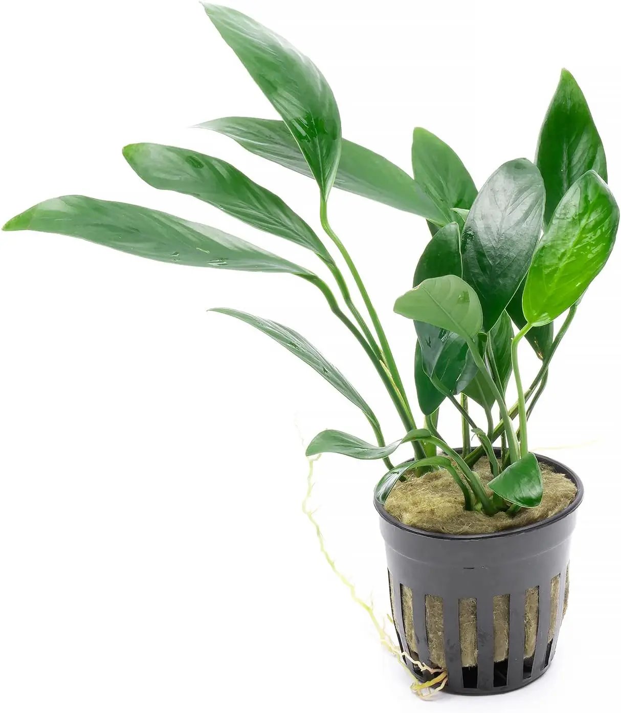 Anubias Live Aquarium Plants - Potted Freshwater Plant for Fish Tanks, Terrariums - Beginner Friendly Low Light (Congensis, 3 Pots) by GreenHaven Gardens