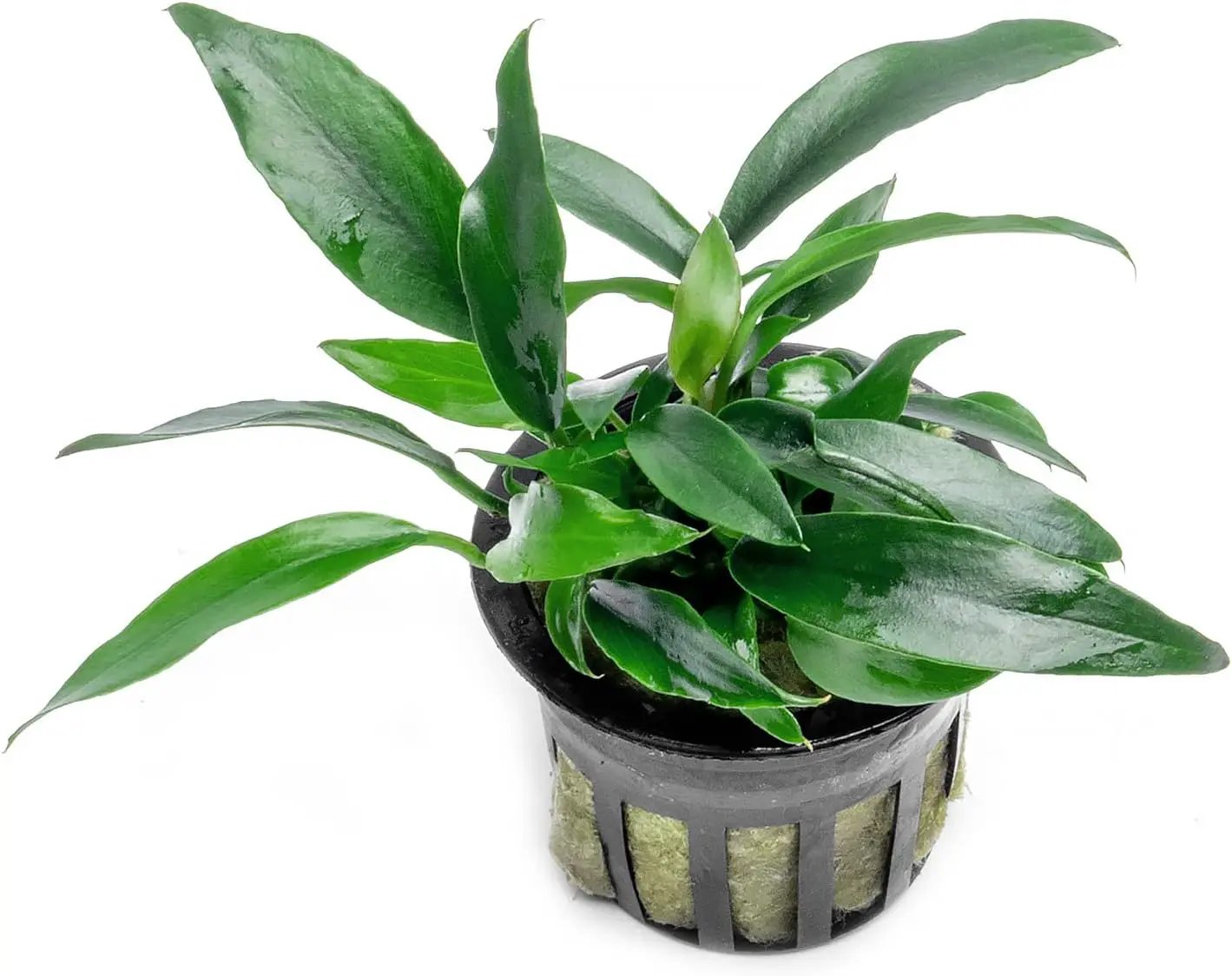 Anubias Live Aquarium Plants - Potted Freshwater Plant for Fish Tanks, Terrariums - Beginner Friendly Low Light (Chili Jalapeno, 1 Pot) by GreenHaven Gardens