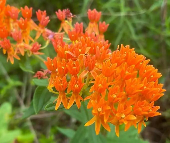 3 Live Butterfly Milkweed Plants (Asclepias tuberosa) Perennial Wildflowers from My Home Park – Individually Potted in 4” Pots – 4–8” Tall on Arrival – Not Seeds – Blooms in Mid-Summer – Zones 4-8 by GreenHaven Gardens