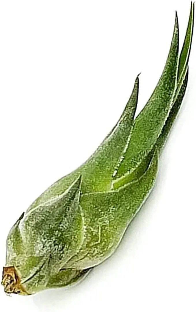 Air Plants - Tillandsia Seleriana, Large 4-6" - 1ct - Live Arrival Guaranteed - House Plants for Home Decor & Gift by GreenHaven Gardens