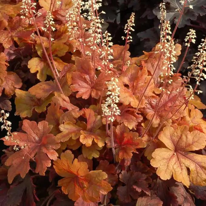 2 Heuchera Live Plants, Coral Bells Red Oragne Yellow Heuchera Perennials for Outdoor Garden, Shade Border, Containers, 4-6” Tall Well-Rooted by GreenHaven Gardens