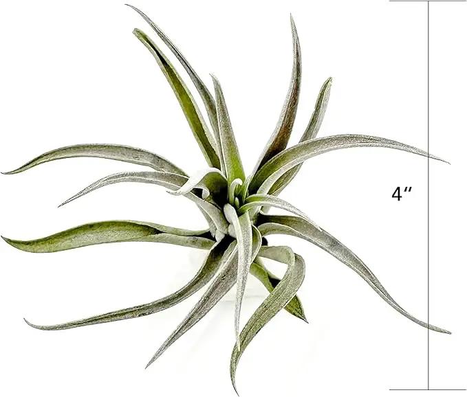 Air Plants - Flowering Tillandsia Harrisii, Large 3-5" - 1ct - Live Arrival Guaranteed - House Plants for Home Decor & Gift by GreenHaven Gardens