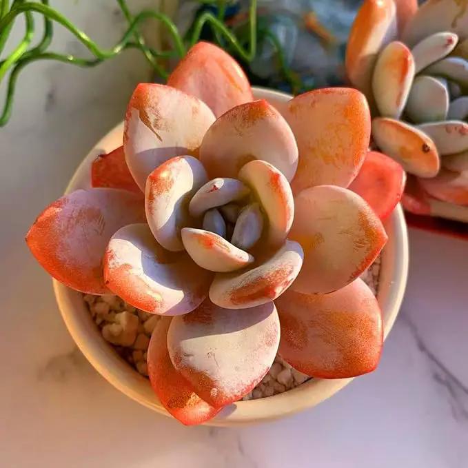 FWPP Live Succulents Plants Echeveria Laui 2.5 inches,Rare red Succulents Bare Root Without Pot Soil, Live Plants Indoor Office Decoration Wedding and Gift by GreenHaven Gardens