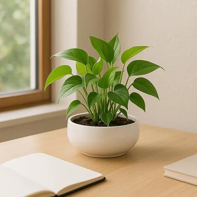 Lotus Bowl Planter, Lotus Bowls for Planting in Water Indoors,6.5-inch Round Succulent Flower Pot with Rotating Bracket, Leak-Proof Design, Suitable for hydroponic Plants, Succulents (White) by GreenHaven Gardens