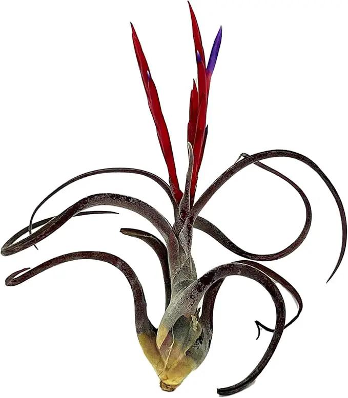 Air Plants - Flowering Tillandsia Caput Medusae, Large 5-7" - 1ct - Live Arrival Guaranteed - House Plants for Home Decor & Gift by GreenHaven Gardens