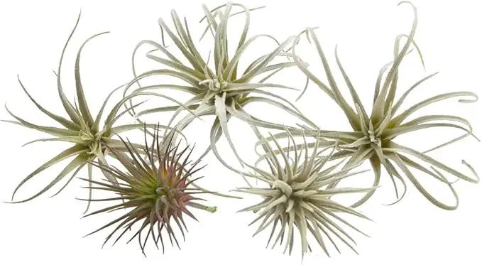 CHIVE Artificial Air Plants — Bulk Set of 5, Small — Ultra Realistic Fake Tillandsia Bromeliad Plants — Decorative Faux Succulents for Home & Office Decor — No Care Needed! by GreenHaven Gardens