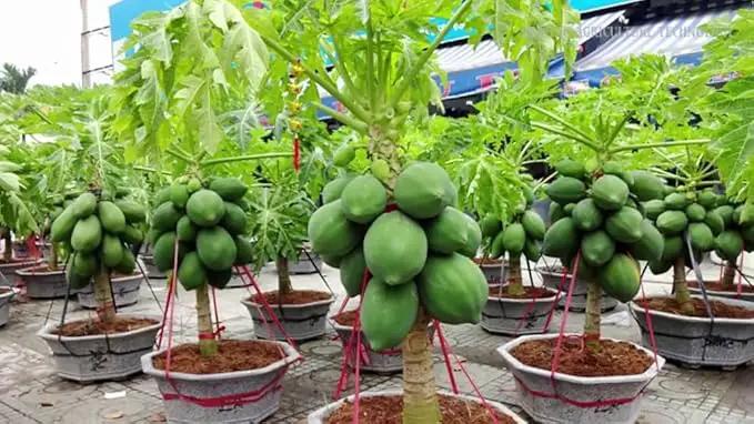 Papaya Potting Mix - Promote Strong Roots and Bountiful Yield with Our Premium Blend - 4 Quart by GreenHaven Gardens