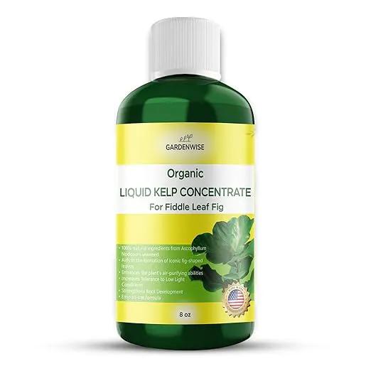 Fiddle Leaf Fig Plant Food – Liquid Seaweed Kelp Fertilizer for Plants – Made in USA (8 OZ) by GreenHaven Gardens