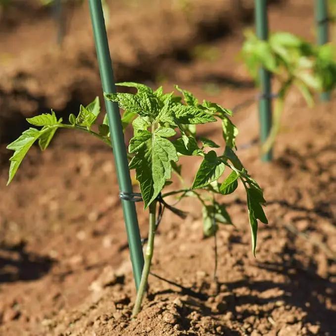 4ft 8pack Garden Stakes 1/4" Dia FRP Plant Supporting Stakes for Climbing Tomato Cucumber Strawberry Bean Tree, Pack of 8, Dark Green(48inch) by GreenHaven Gardens