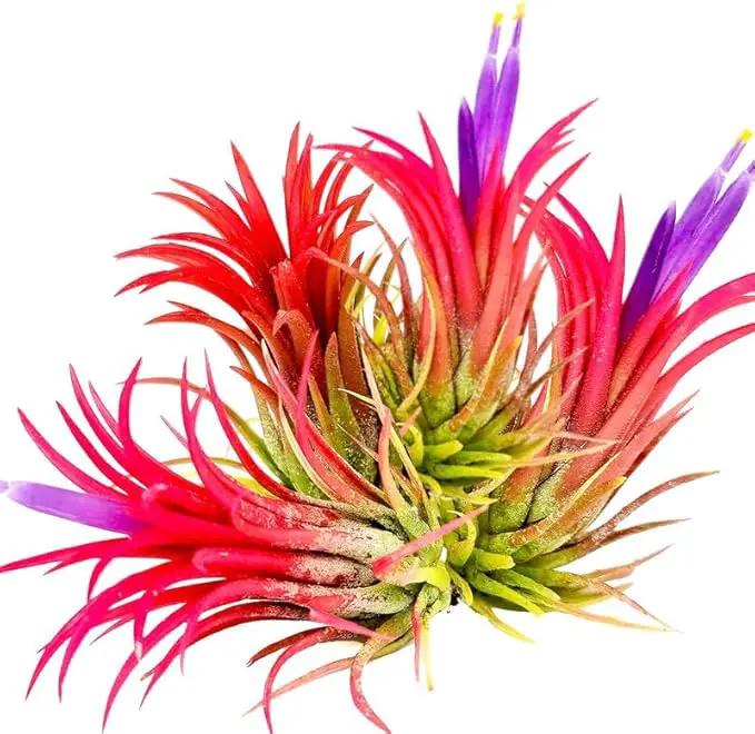 Air Plants, Tillandsia Air Plants Live Houseplants for Garden, 14 Red Lonantha Tillandsia Plant, Air Plant for Planting, 2 to 3 Inc Long by GreenHaven Gardens