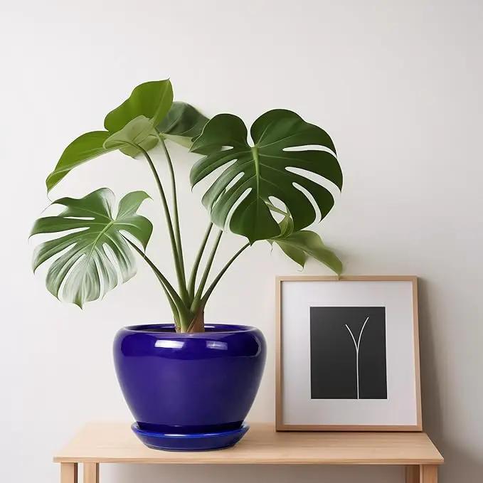 6 Inch Plant Pot - Ceramic Pots for Plants Succulent Pot with Drainage Hole and Saucer Round Planter Outdoor Flower Pot for Herb Snake Plants Blue by GreenHaven Gardens