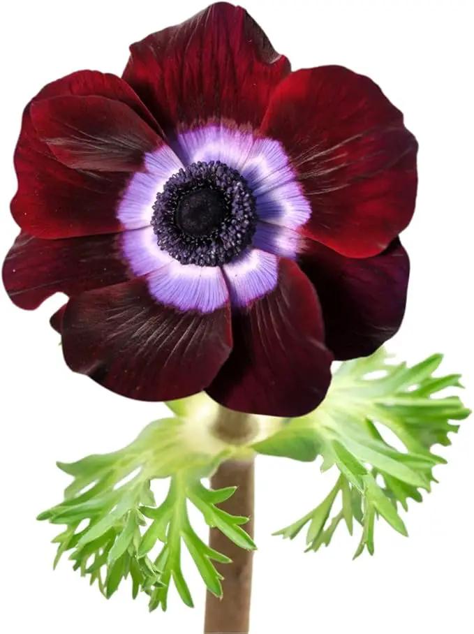 Easy to Grow Anemone Italian Mistral Bordeaux - 10 Plant Bulbs, Wine-Red & Purple Flowers in Spring Gardens Full Sun by GreenHaven Gardens