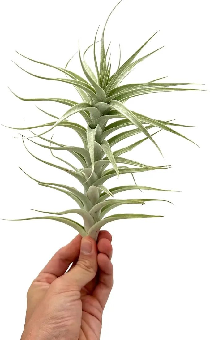 Live Air Plants - Tillandsia Albida 7-12" - 2ct – ragnaroc Live Indoor Plant - Live Arrival Guaranteed - House Plants for Home Decor & Gift by GreenHaven Gardens