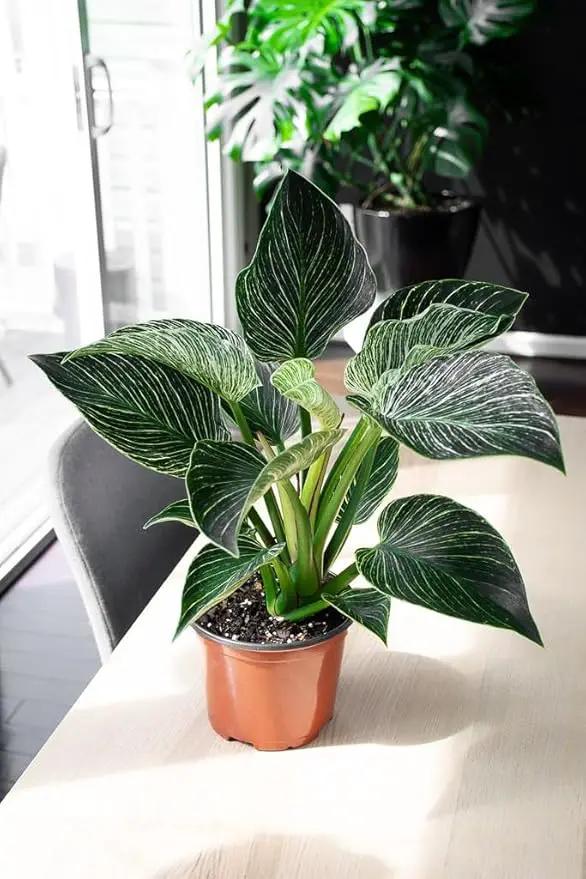 Philodendron Planting Mix - Provide Your Plants with The Best Soil Medium - 4 QUARTS by GreenHaven Gardens