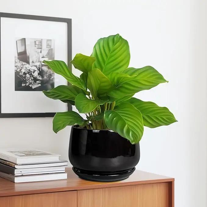 G EPGardening Ceramic Planter 7 Inch - Ceramic Pot for Plants with Drainage and Saucer, Round Plant Pots, Modern Indoor Outdoor Planter, Home Decor, Garden Gifts, Black by GreenHaven Gardens