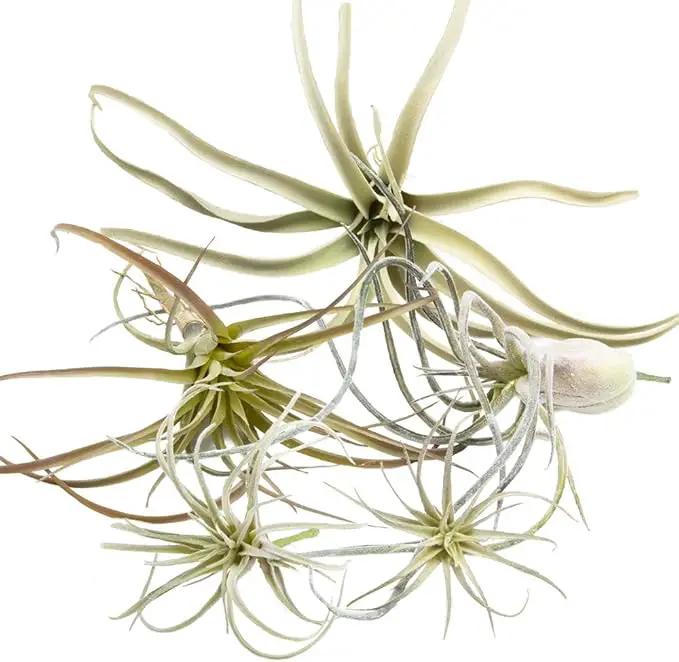 CHIVE Artificial Air Plants — Bulk Set of 5, Medium — Ultra Realistic Fake Tillandsia Bromeliad Plants — Decorative Faux Succulents for Home & Office Decor — No Care Needed! by GreenHaven Gardens