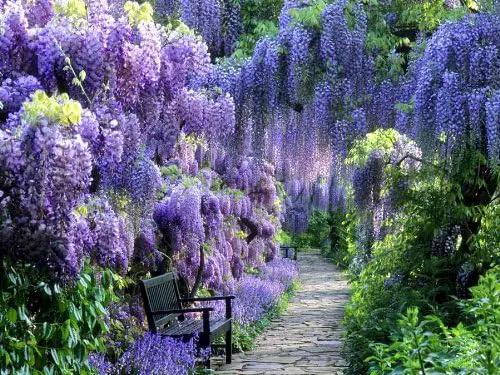 Blue Moon Wisteria Vine - Massive Foot Long Fragrant Flowers - Attract Hummingbirds - 2 - Year Plant by GreenHaven Gardens