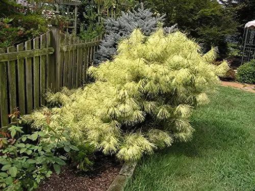 Dragon Eye Japanese Red Pine - Pinus densiflora 'Burkes Red Variegated' - Holds ITS Yellow Bands Much Better Than Other Variegated Pines 3 -Year Tree by GreenHaven Gardens