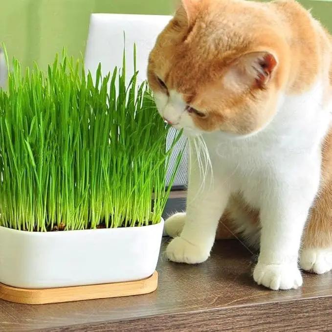Premium Cat Grass Potting Mix - Provide Your Feline Friend with a Natural and Nutritious Snack - 1 Quart by GreenHaven Gardens