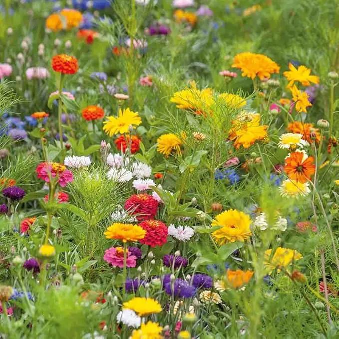 Eden Brothers Jellybean Flower Mixed Seeds for Planting, 1 lb, 480,000+ Seeds with Zinnia, Cornflower, Cosmos, Calendula | Attracts Pollinators, Plant in Spring or Fall, Zones 3, 4, 5, 6, 7, 8, 9, 10 by GreenHaven Gardens
