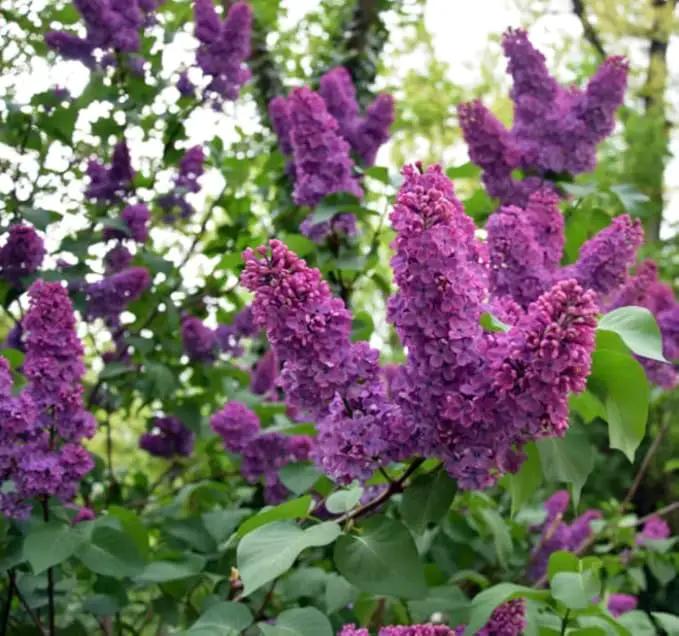 Two Pack of Common Old Fashioned Lilac Bushes - Fragrant Lavender Purple Flowers - 2 Live Plants 1 to 2 Feet Tall - Attract Hummingbirds and Butterflies by GreenHaven Gardens