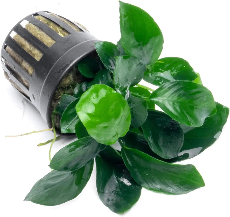 Anubias Live Aquarium Plants - Potted Freshwater Plant for Fish Tanks, Terrariums - Beginner Friendly Low Light (Barteri Broad Leaf, 5 Pots) by GreenHaven Gardens