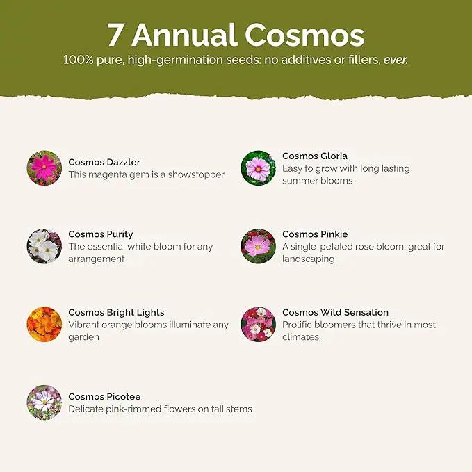 Eden Brothers Crazy for Cosmos Flower Mixed Seeds for Planting, 50 lb, 24,000,000+ Seeds with Cosmos Gloria, Pinkie, Purity, Attracts Pollinators, Plant in Spring or Fall, Zone 3, 4, 5, 6, 7, 8, 9, 10 by GreenHaven Gardens