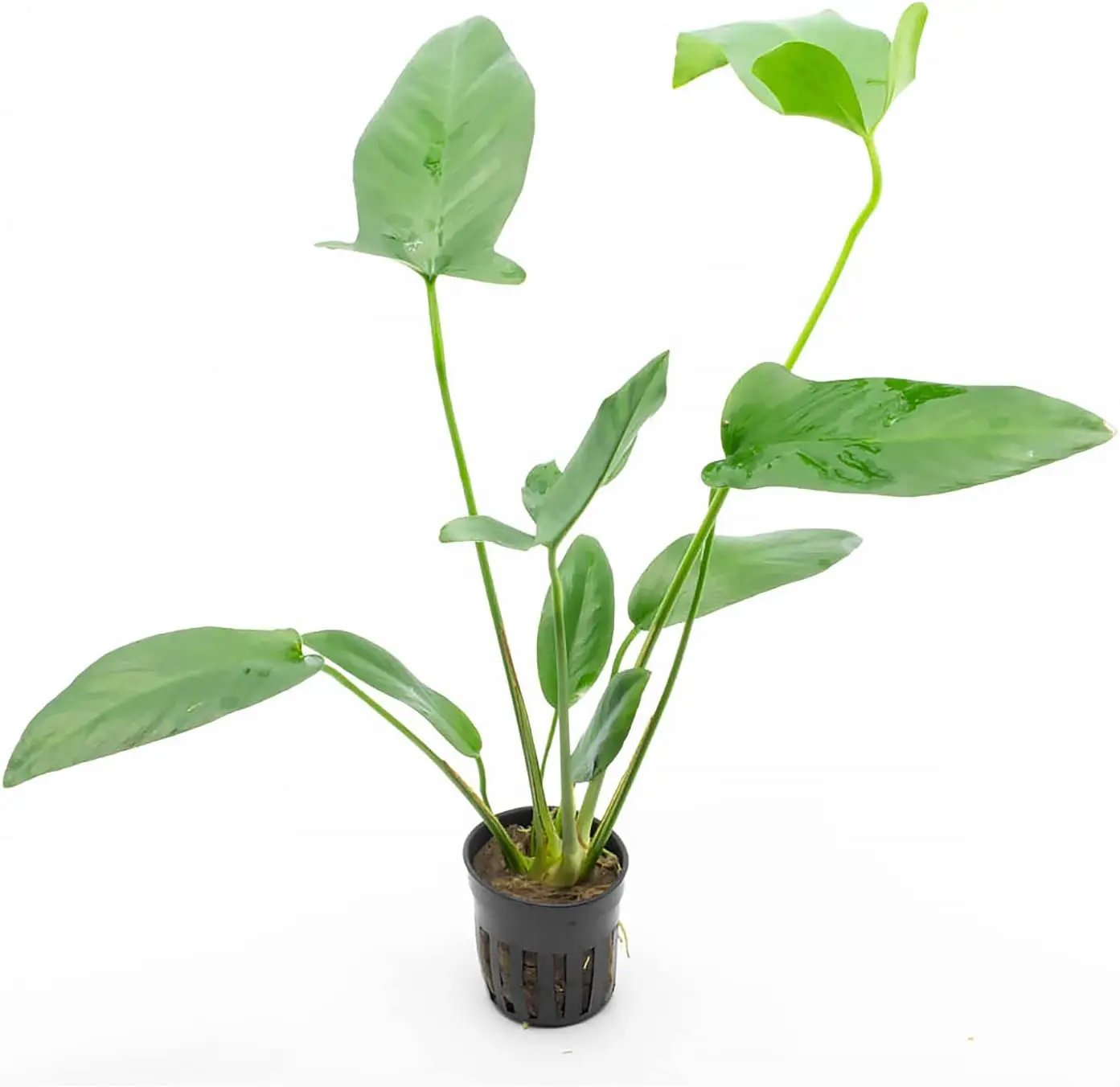 Anubias Live Aquarium Plants - Potted Freshwater Plant for Fish Tanks, Terrariums - Beginner Friendly Low Light (Hastifolia, 1 Pot) by GreenHaven Gardens