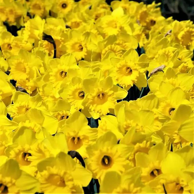 50 Yellow Daffodil Bulbs for Planting - Dutch Master Value Bag - Plant in Gardens, Borders & Flowerbeds - Bulb Size 10/12 cm - Easy to Grow Fall Flowers Bulbs by Willard & May by GreenHaven Gardens