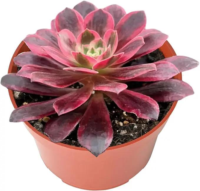 4-inch Succulent Aeonium 'White Wedding Dress', Live Succulents Plants Fully Rooted in Pots with Soil, Easy-Care House Plants for DIY, Home Office Decoration by GreenHaven Gardens