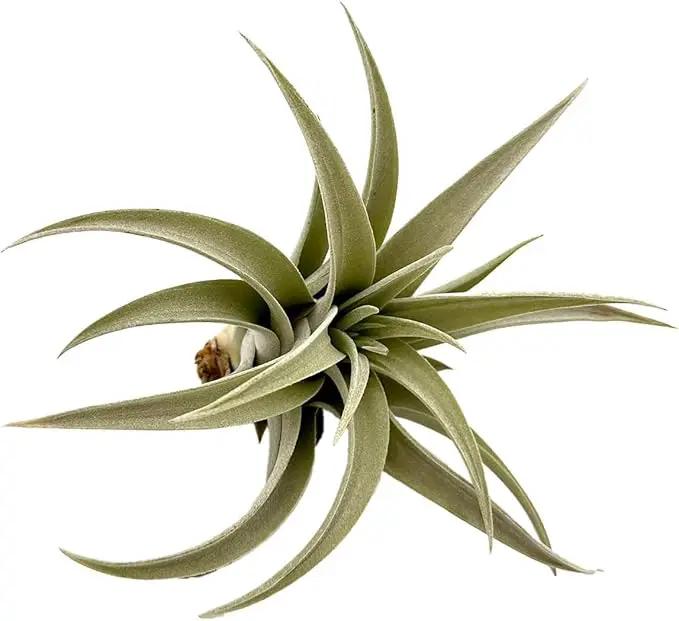 Air Plants - Flowering Tillandsia Harrisii, Large 3-5" - 1ct - Live Arrival Guaranteed - House Plants for Home Decor & Gift by GreenHaven Gardens