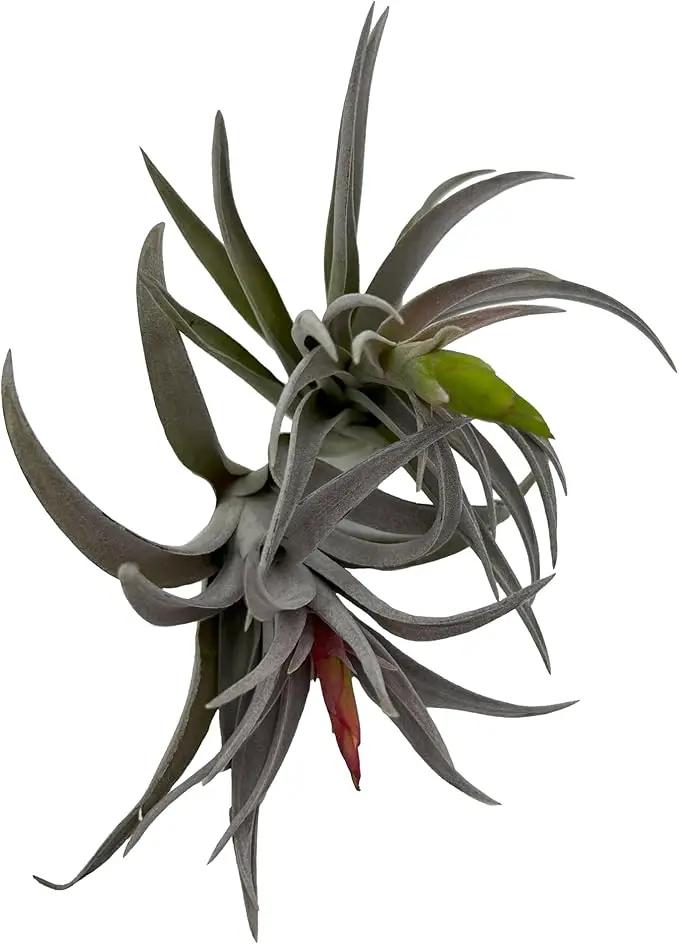 Air Plants - Venner Gift Box Large 4" - 7ct - Live Arrival Guaranteed - House Plants for Home Decor & Gift by GreenHaven Gardens