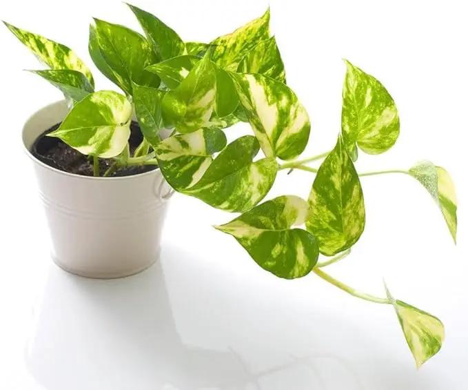 Epipremnum Potting Mix - Promote Strong Roots and Luxurious Leaves with Our Premium Blend - 4 Quart by GreenHaven Gardens
