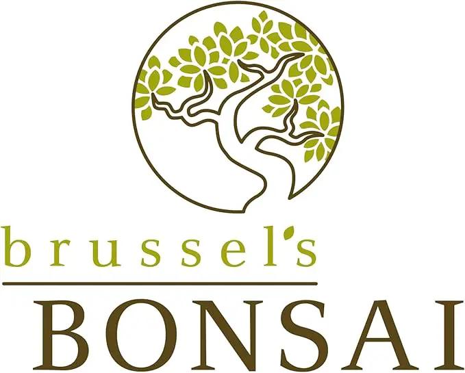 Brussel's Bonsai Live Ginseng Grafted Ficus Indoor Bonsai Tree - Small, 4 Years, 6 to 8 In - Live Bonsai Tree in Ceramic Bonsai Pot and Humidity Tray by GreenHaven Gardens