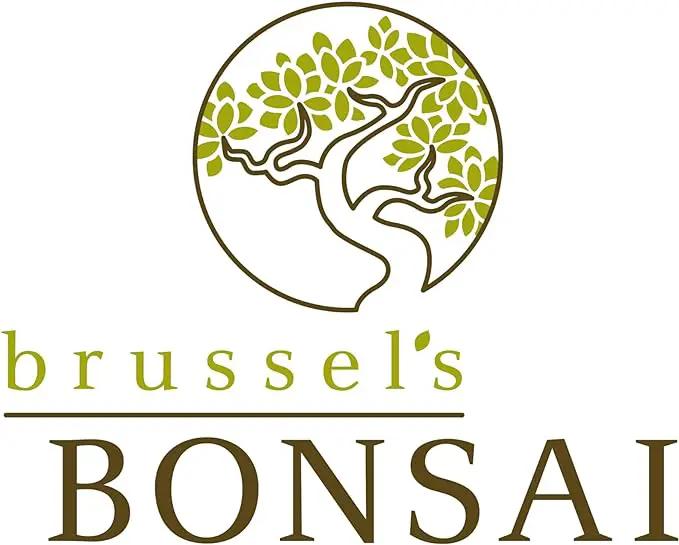 Brussel's Bonsai Live Golden Gate Ficus Indoor Bonsai Tree - Small, 4 Years, 5 to 8 In - Live Bonsai Tree in Ceramic Bonsai Pot by GreenHaven Gardens