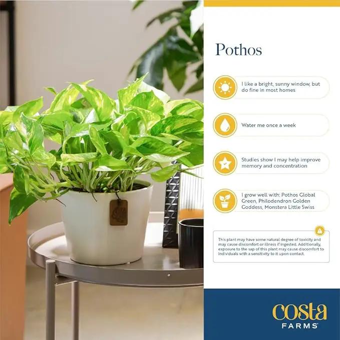 Costa Farms Live Pothos Plant (Pack of 4) - Easy Grow Vining Live Indoor Houseplant, Air Purifying Trailing Plant in Plant Pots, Housewarming Gift, Room, Home Decor, 10-12 Inches Tall by GreenHaven Gardens
